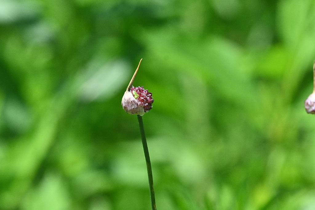 2025-06219156 Tower Hill Botanic Garden, MA.JPG - Wild Garlic. New England Botanic Garden at Tower Hill, MA, 6-21-2025
